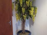 une plante en pot avec des fleurs jaunes, posée sur un parquet