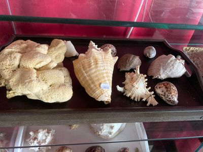 une vitrine remplie de coquillages et de coquilles exposés