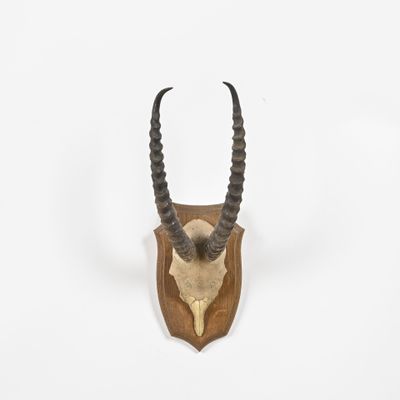 une tête d'antilope empaillée accrochée au mur, avec de longues cornes