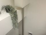 a plant that is sitting on the corner of a room