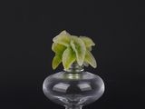 a glass vase with a plant in it on a black background