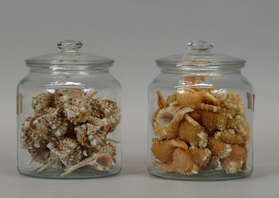 two glass jars with shells in them sitting on a table