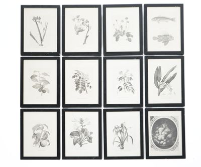 neuf photos encadrées représentant différentes espèces de fleurs accrochées au mur