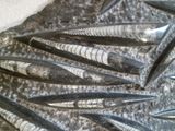 beaucoup de poissons qui gisent au fond de l'eau