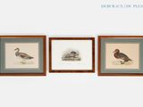 trois reproductions encadrées représentant des oiseaux, accrochées au mur d'une pièce