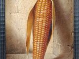 an oil painting of a corn on the cob in a black frame