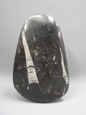 Fossile avec rostre de Bélemnite sur base polie. Dimensions 23 x 16 cm