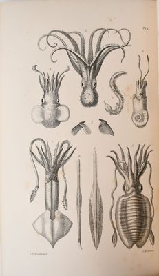 Ce livre présente de nombreuses espèces différentes de calmars