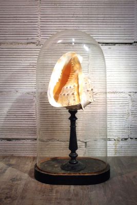 Coquillage « Grand Casque » d'élevage monté sur socle bois sous globe  - Photo 1