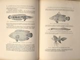an open book with illustrations of fish in it