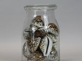 a glass jar with shells in it on a white surface