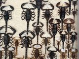 a lot of different types of scorpions on the wall