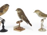 trois petits oiseaux perchés sur un socle en bois