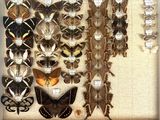 many different types of butterflies displayed in a display