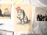 de nombreuses photos d'animaux sur le mur de cette pièce