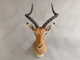 une tête d'antilope accrochée au mur d'une pièce