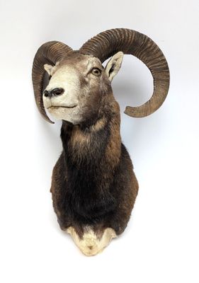 a ram head mounted on a wall with a white background