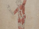 an image of a drawing of a man with muscles on his body