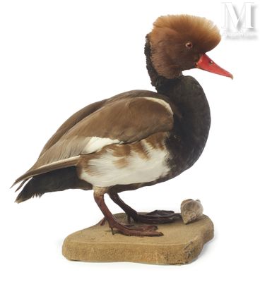 a bird that is standing on a piece of wood