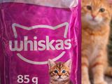 two cats standing next to a bag of cat food