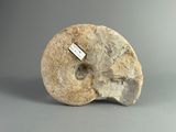 une photo d'un crâne fossile sur lequel est accrochée une étiquette