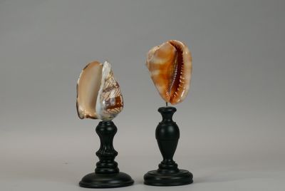pair of seashells on black candlesticks against a gray background