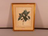 an old framed picture of a plant with green leaves and red berries