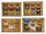 trois boîtes en bois remplies de différentes espèces de papillons, posées sur une surface blanche