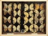 a picture of a display of butterflies in a wooden frame