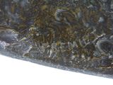 a close up of a bronze sculpture of a horse