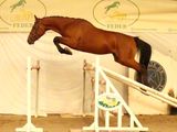 a horse that is jumping over a jump in the air