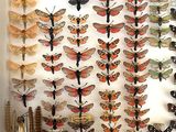 many different types of moths displayed in a shadow box