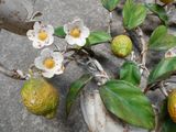 une plante en pot avec des citrons et des fleurs