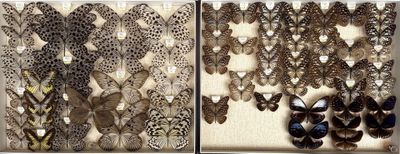 two pictures of different types of butterflies on display