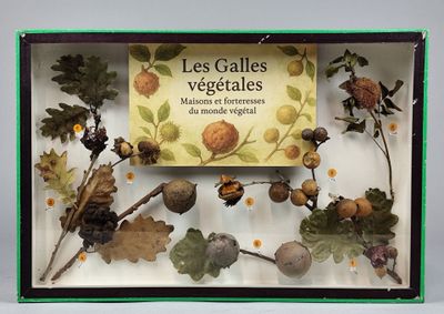 un étalage de divers fruits et légumes dans une vitrine en verre