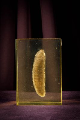 an image of a piece of fruit in a glass box