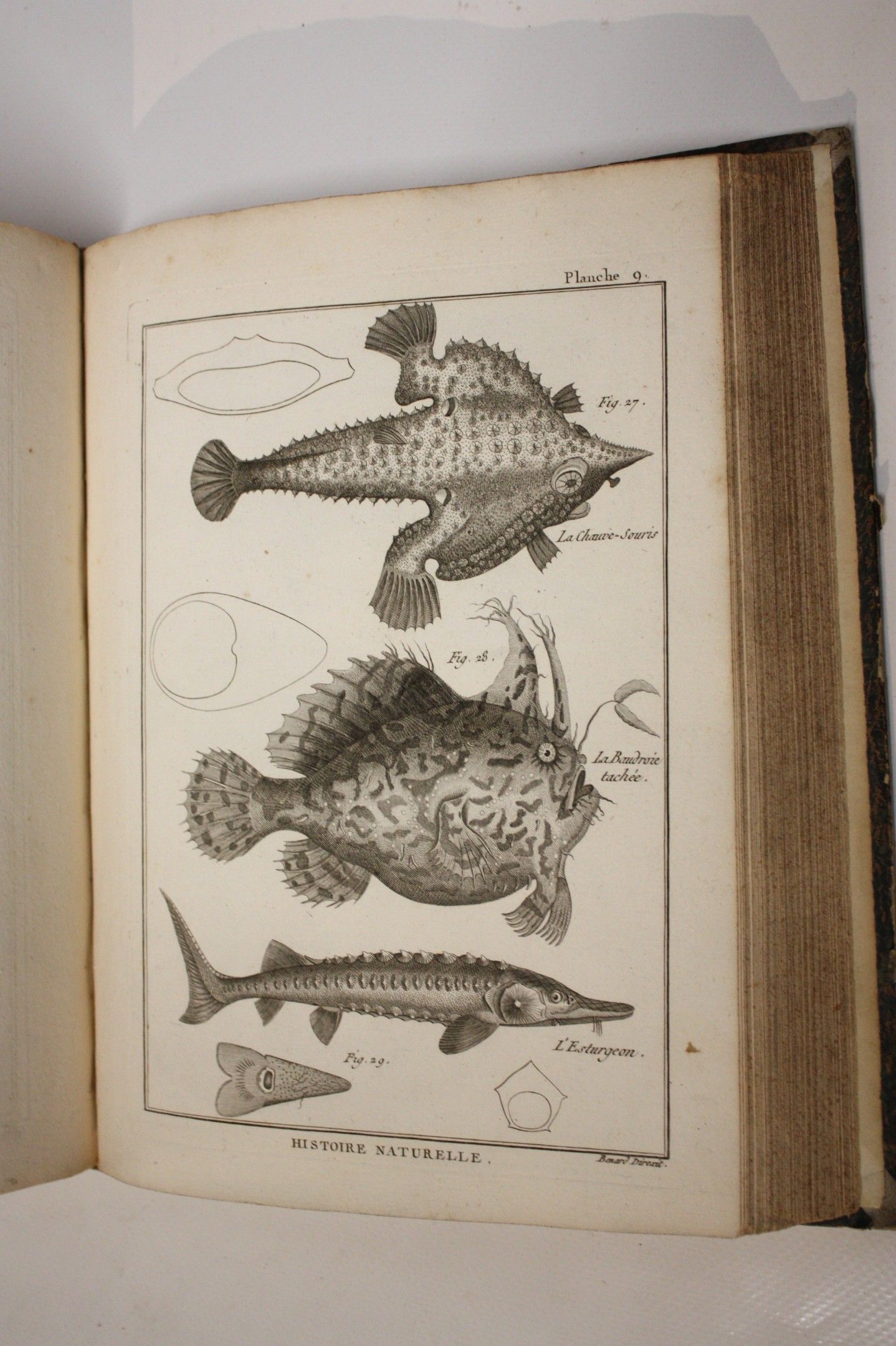 Objets d'art & Curiosités