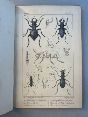 un livre ouvert sur lequel figurent des dessins d'insectes et des insectes