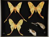trois papillons de nuit sont exposés dans un cadre vitré sur fond noir