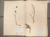 un livre ouvert avec l'image d'une plante et celle d'une fleur