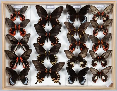 de nombreux papillons disposés dans un cadre en bois