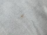 a close up of a piece of fabric with a bug on it
