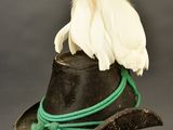 an image of a hat with a feather on top of it