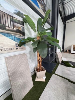 une plante en pot placée au milieu d'une pièce