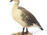 un oiseau perché sur un morceau de bois