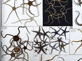 many different types of sea creatures displayed in this picture