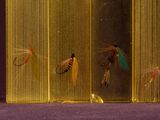 beaucoup de mouches qui se trouvent dans une vitrine