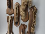 de nombreux types de fourrures accrochées au mur