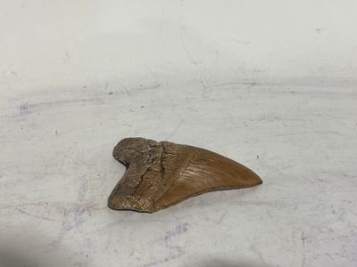a large shark tooth on the ground in the snow