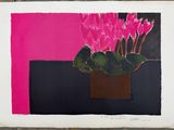 un cyclamen rose en pot sur un fond noir et rose